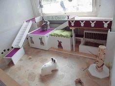 two rabbits are sitting in their pet houses