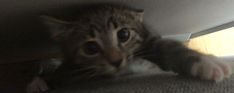 a cat is peeking out from underneath a bed sheet and looking at the camera with its paws on the floor