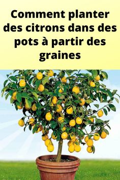 a potted lemon tree sitting on top of a grass covered field with the words comment planter des citrons d'ans des pots a partir des grains