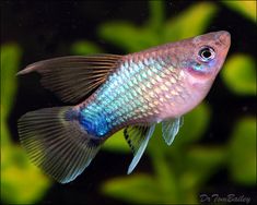 a blue and green fish in an aquarium with plants behind it, looking at the camera