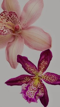 two purple and white flowers on a light grey background, one with spots in the middle