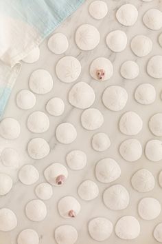 several seashells on a white surface with blue and white towels in the background