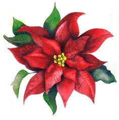 a drawing of a poinsettia with green leaves