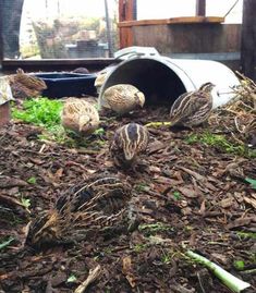 there are many birds that are in the dirt and mulch on the ground next to each other