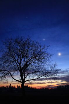 a tree with no leaves in front of a blue and purple sky at night time