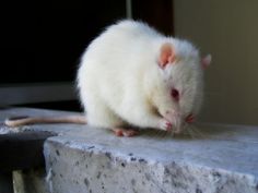 a white rat sitting on top of a stone slab