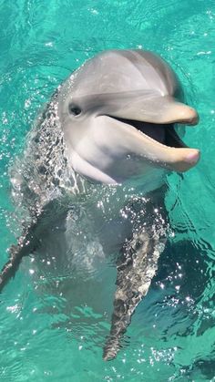 a dolphin swimming in the water with its mouth open