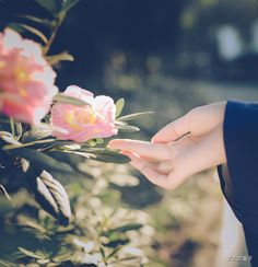 a person holding onto a pink flower in their left hand and touching it with her right hand