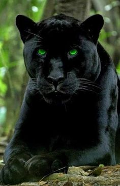 a black panther with green eyes laying on the ground