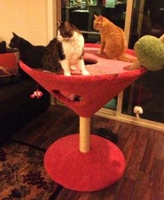 two cats sitting on top of a cat tree in a living room next to a couch