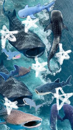 several different types of whale swimming in the ocean with blue water and white stars above them