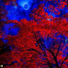 the trees are red and full of leaves in front of a blue sky with moon