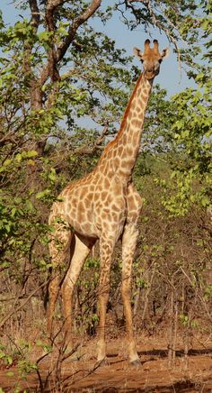 a giraffe standing in the middle of some trees