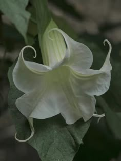 a white flower with green leaves in the background