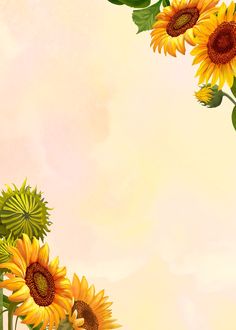 sunflowers with green leaves on a yellow and pink background for an advertisement or greeting card