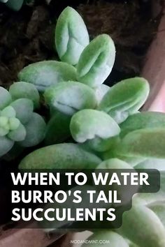 a close up of a plant with the words when to water burro's tail succulents