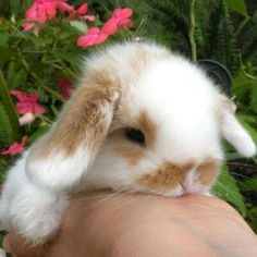 a small rabbit is being held by someone's hand in front of some flowers