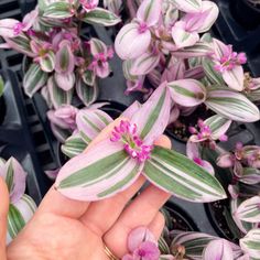 a hand is holding some pink flowers in front of other purple and green plants with white stripes on them