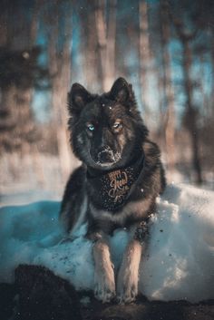 a black and white dog standing in the snow with trees behind it, wearing a bandana