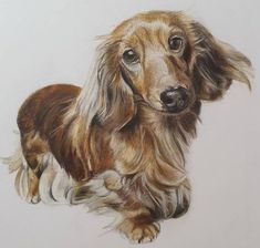 a drawing of a long haired dachshund dog