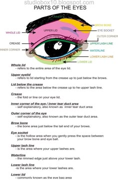 Eye Parts For Makeup, Eye Makeup Theory, Makeup Theory Book, Where To Put Makeup On Face Diagram, Double Lid Eye Makeup, Eye Makeup Diagram, Makeup Diagram, Diagram Of The Eye, Makeup Theory