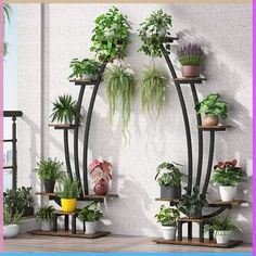 an assortment of potted plants are arranged on shelves in front of a white wall