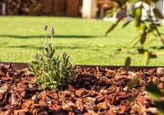 a small plant in the middle of some mulch on the ground next to grass