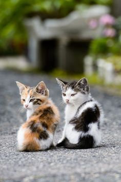 two kittens sitting on the side of a road looking at something in the distance