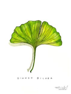 a drawing of a ginko biloba leaf