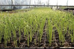 the plants are growing in the greenhouse and ready to be transplanted into the soil