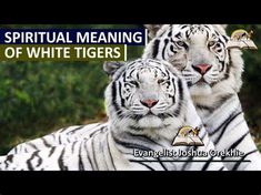 two white tigers sitting next to each other with the words spirit meaning of white tigers