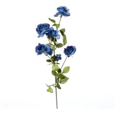 blue flowers in a vase on a white background