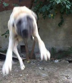 a dog is walking on the ground in front of a wall and tree with it's legs spread out