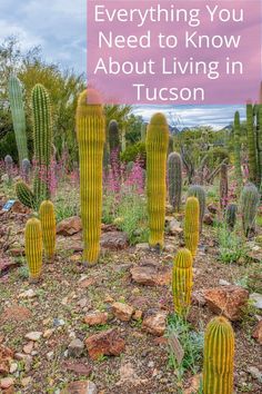 a cactus garden with the words everything you need to know about living in tucson