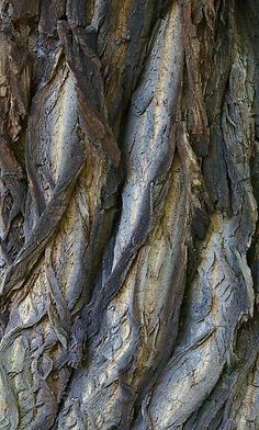 the bark of an old tree is brown