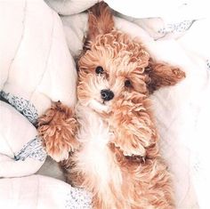 a small brown dog laying on top of a bed