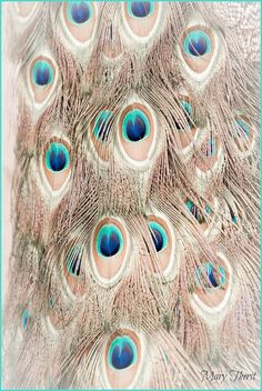 an image of peacock feathers with blue eyes