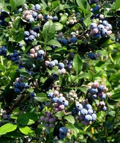 blueberries are growing on the bush with green leaves