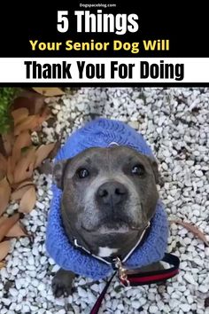 a dog wearing a blue hat and leash with the words 5 things your senior dog will thank you for doing