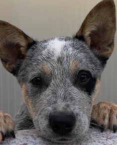 a close up of a dog laying on top of a table with it's paws resting on the edge