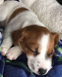 a brown and white puppy sleeping on a blanket