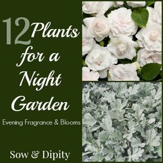 some white flowers and green leaves with the words 12 plants for a night garden written below