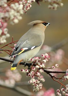 a bird perched on top of a tree filled with pink and white flowers next to berries