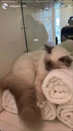 a cat laying on top of a pile of towels next to a glass case in a bathroom