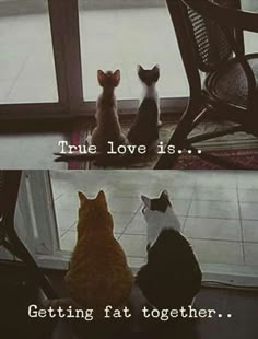 True Love Is, Söt Katt, Two Cats, Cute Cats Photos, Funny Animal Memes, Animal Jokes, Raise Funds, Cute Kittens, Funny Animal Pictures