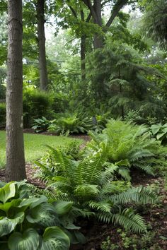 a lush green forest filled with lots of trees and plants next to a park bench