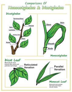 Difference between monocot leaf and dicot leaf Monocot And Dicot Plants, Agriculture Ideas, Botany Lessons, Anatomy Education, Creative Mind Map, Biology Plants, Plant Physiology, Agricultural Engineering, Plant Sketches