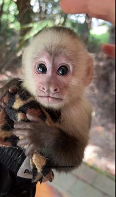 a monkey is being held by someone's hand and holding it up to the camera