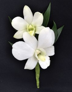 two white flowers with green leaves on a black background