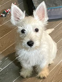 a small white dog sitting on top of a wooden floor